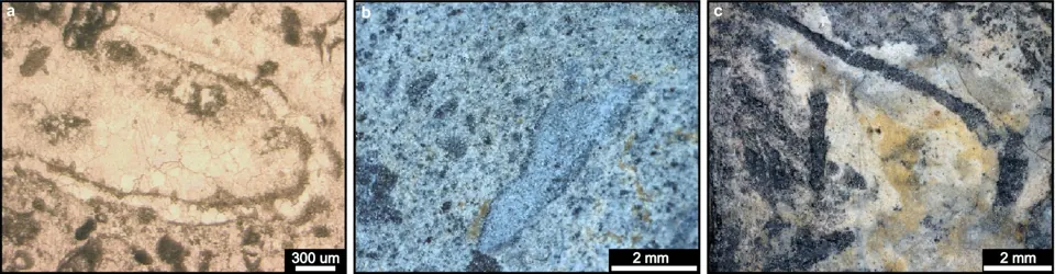 Shelly microfossils of the cloudinomorph type, that is, shaped like Cloudina, an animal with a mineral skeleton. They are seen under the microscope in a thin section, a slice of rock thin enough to let light through, cut from a limestone of the Tamengo Formation, in Brazil.