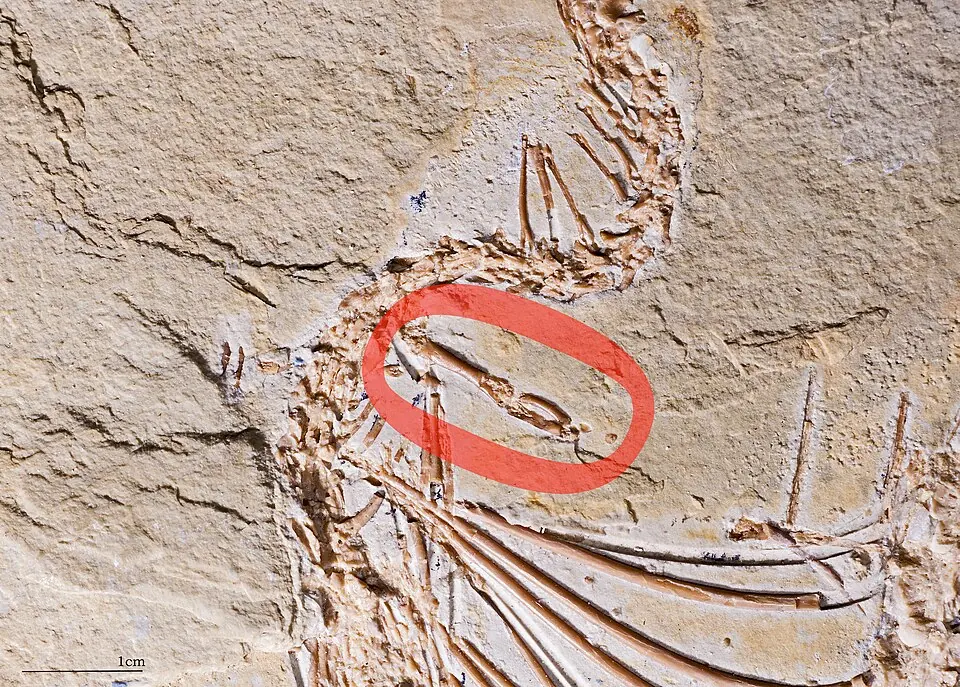 La patte arrière (entourée en rouge) d’Eupodophis descouensi, un serpent fossile du Cénomanien, il y a environ 100 à 94 millions d’années. Détail de l’holotype, le spécimen de référence de l’espèce.