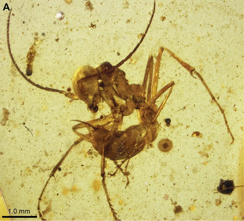Une fourmi de l’espèce Gerontoformica contegus, vue de profil, dans de l’ambre du milieu du Crétacé, trouvé au Myanmar. Cette fourmi est l’holotype, le spécimen de référence de l’espèce. La barre d’échelle représente 1 millimètre.