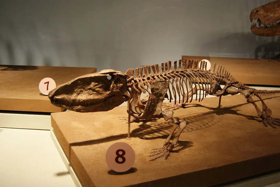 Mounted skeleton of Ophiacodon mirus, a synapsid, at the Field Museum, Chicago.