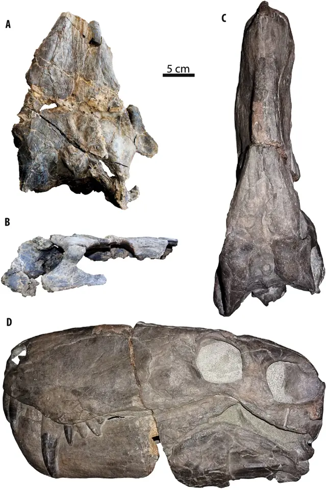 Crânes d’Inostrancevia africana, un gorgonopsien à dents de sabre, trouvés au Mozambique (A, B) et dans le bassin du Karoo, en Afrique du Sud (C, D).