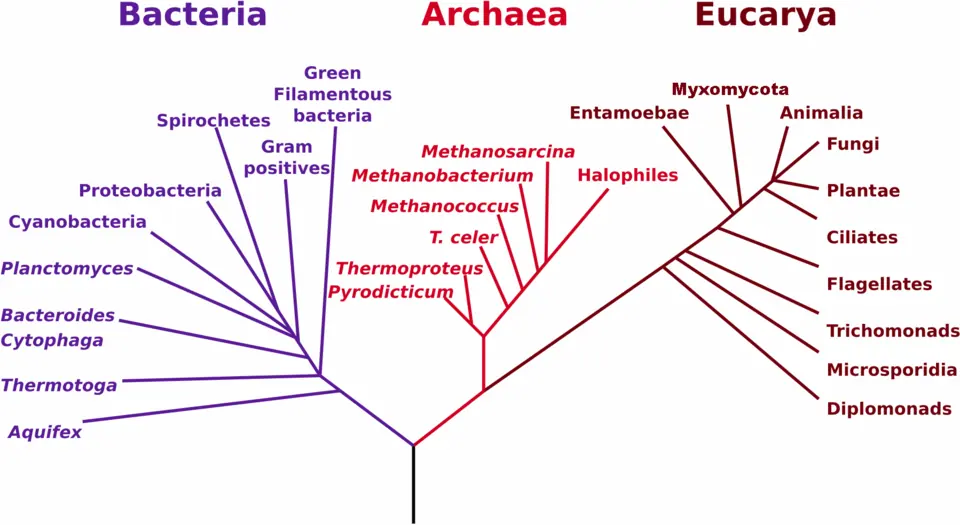 Arbre de parenté des êtres vivants établi d’après des données d’ARN : les bactéries, les archées et les eucaryotes y forment trois branches.