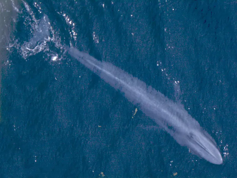 Une baleine bleue vue du ciel.