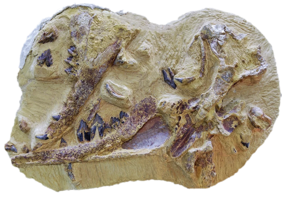Bloc contenant l’holotype (le spécimen de référence de l’espèce) de Tutcetus rayanensis (MUVP 501), une petite baleine de l’Éocène d’Égypte.