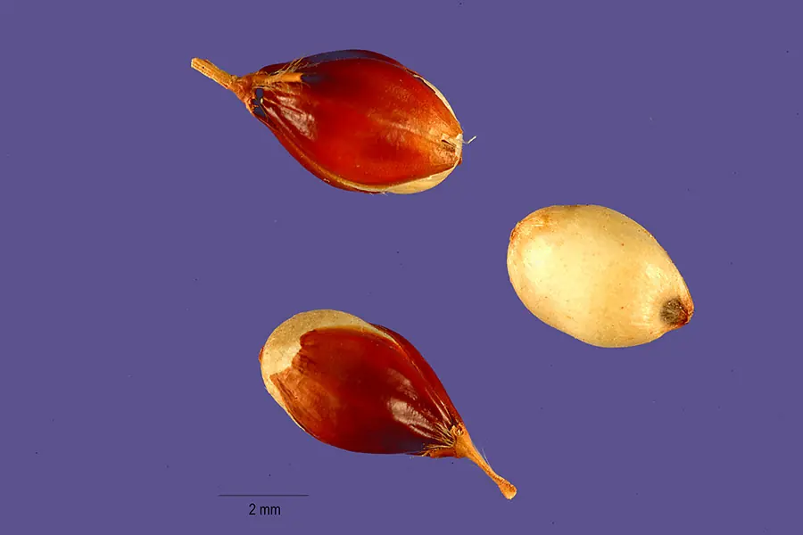 Graines de sorgho (Sorghum bicolor subsp. bicolor). La barre d'échelle représente 2 millimètres.
