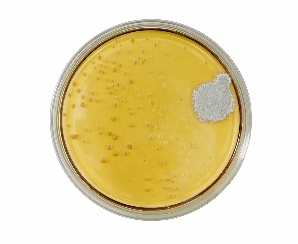 Boîte de culture de la moisissure Penicillium, Londres, 1963. La moisissure forme la colonie gris pâle, à droite.