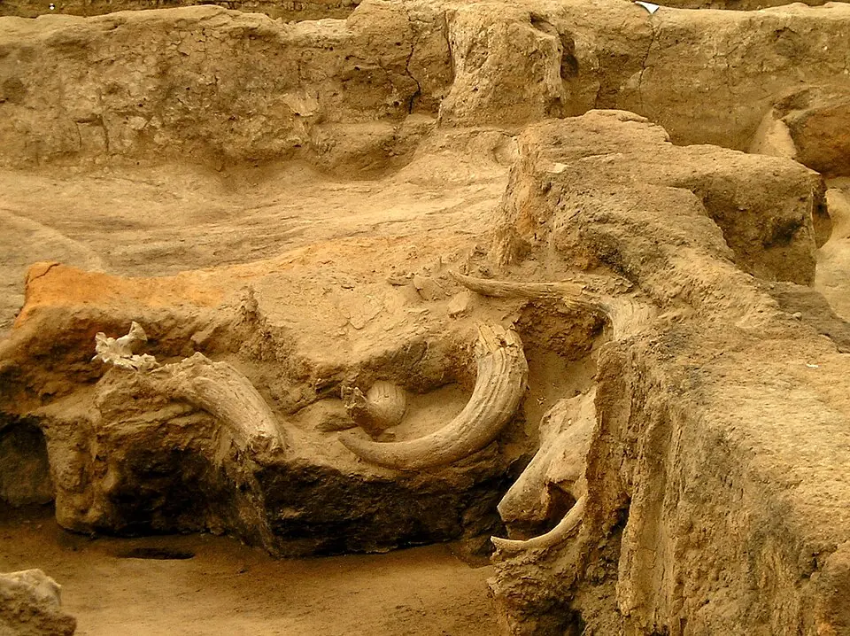 Cornes et crânes de taureau dégagés dans les fouilles de Çatalhöyük.