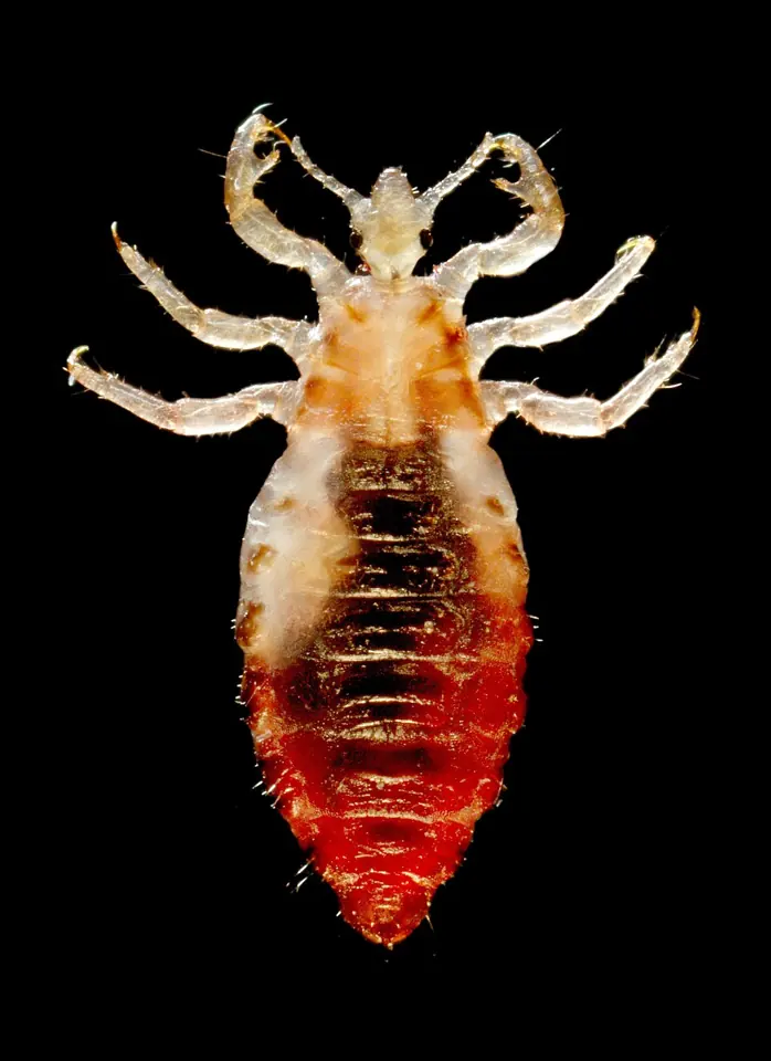 A male body louse (Pediculus humanus corporis) seen from above. Body lice live on the body and in the clothing of the people they infest.