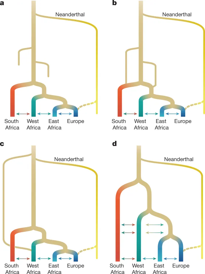 Four models of early human history in Africa, compared by Ragsdale and colleagues (2023). Each diagram reads from the past, at the top, to present-day populations, at the bottom, and the arrows stand for exchanges of migrants. The models describe a recent expansion from one population (a), the same expansion with populations that persist in their regions (b), admixture with an archaic branch that separated long before (c), and several populations that kept exchanging migrants, the African multiregional model (d).