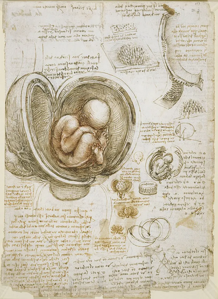 Studies of the foetus in the womb, drawn by Leonardo da Vinci about 1510 to 1513. After in vitro fertilisation, it is to the womb that the embryo is transferred. Royal Collection, United Kingdom.