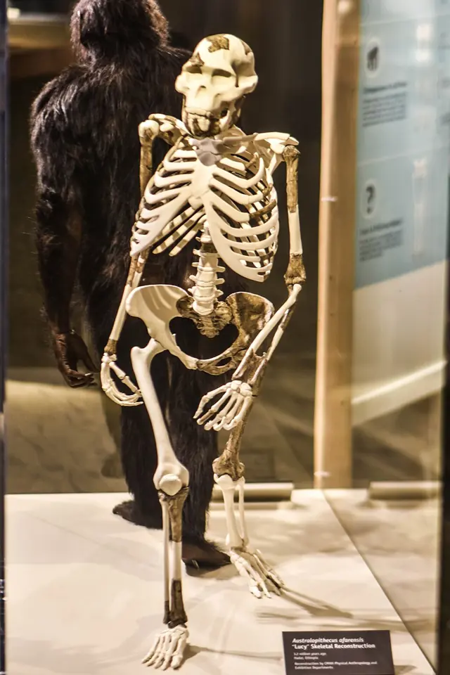 Lucy's skeleton as mounted for display: the bones that were not found have been restored.