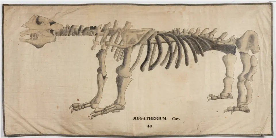 Squelette de Megatherium, un paresseux terrestre géant, sur un dessin d'Orra White Hitchcock daté de 1828.