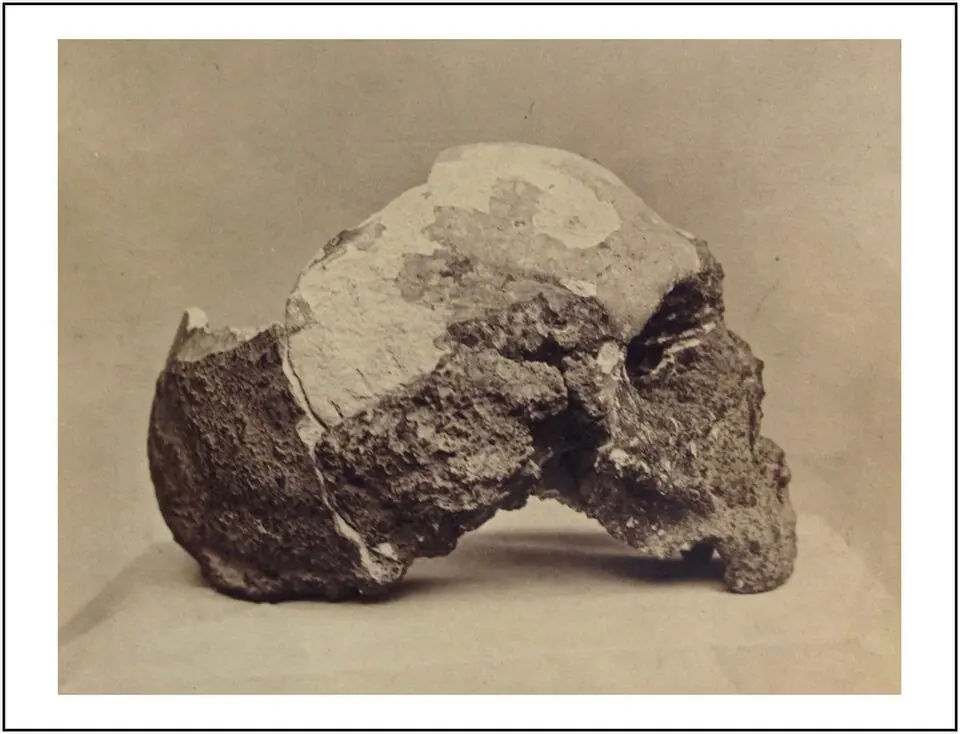 Le crâne Gibraltar 1, un crâne néandertalien trouvé en 1848, vu de profil. Papiers de George Busk, Royal College of Surgeons de Londres.