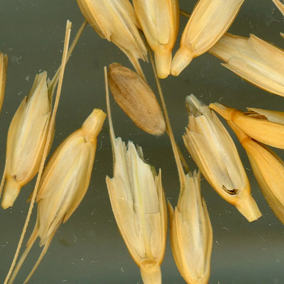 Spikelets, the parts of the ear that enclose the grains, of cultivated einkorn wheat (Triticum monococcum). Collection of the United States National Plant Germplasm System.