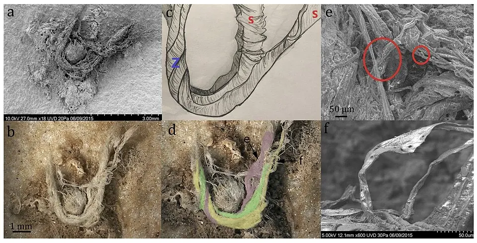 The cord fragment of Abri du Maras: under the scanning electron microscope (a), under a three-dimensional digital microscope (b, d), and in a drawing of the twist of its fibres (c).