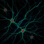 Neurones