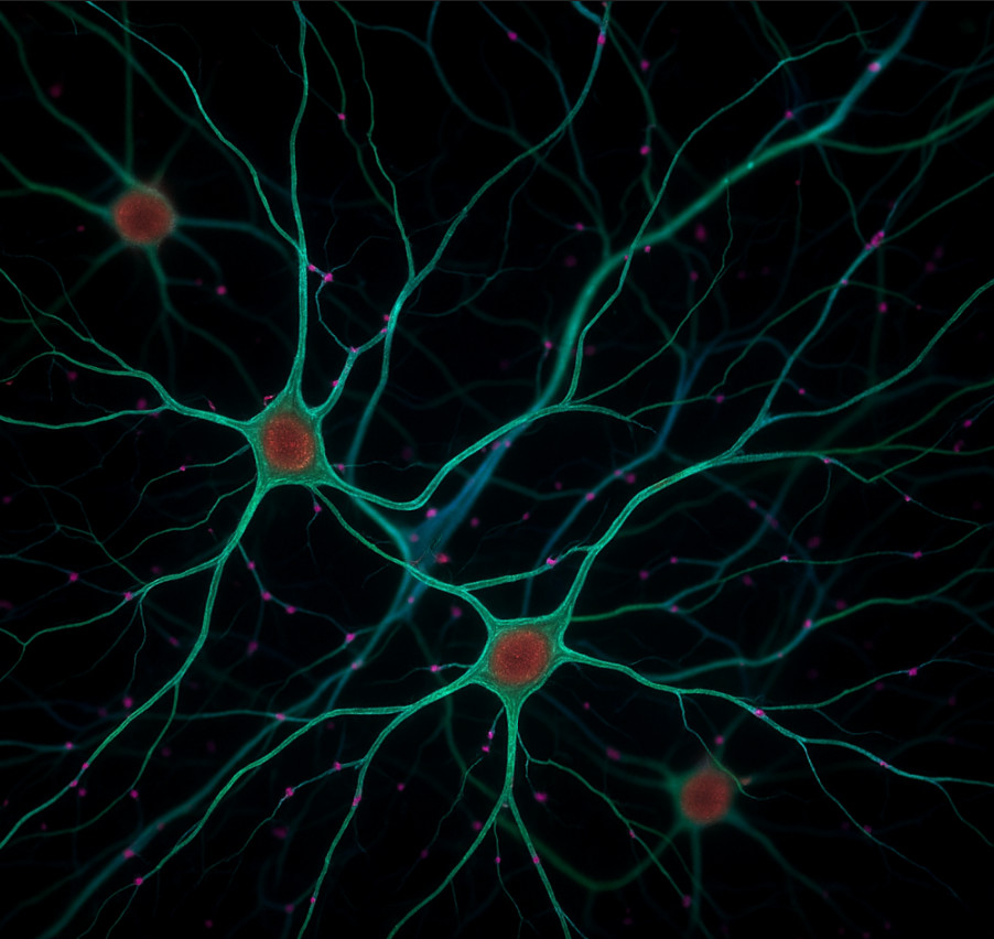 Neurones