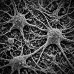 Neurons