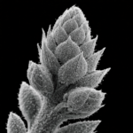 Bourgeon microscopie électronique