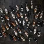 Troupeau de Supervaches à l'aire industrielle